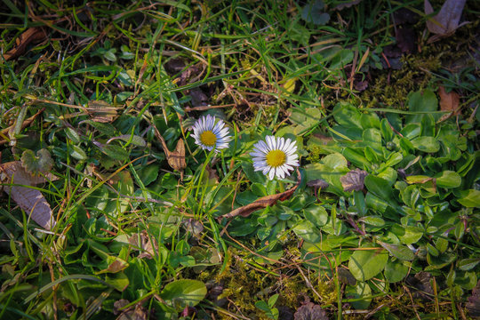 Daisies in the meadow, flowers, green grass, Bellies perennis, spring, flora, nature, garden, Daisy, gowan,