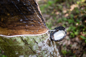 Rubber tree with collected milk in Sri Lanka