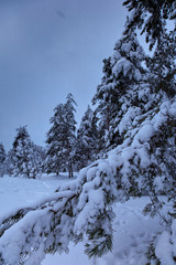 Pinetrees covered with heavy snow
