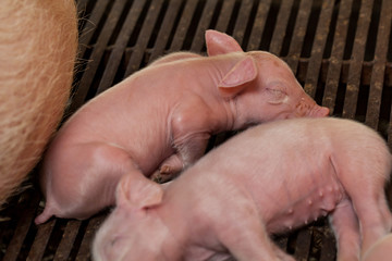 Newborn piglet After suckling pig was sleeping.