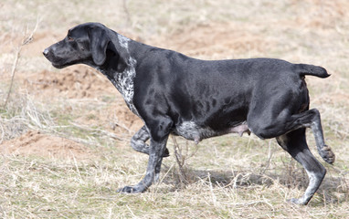 Black dog running on nature