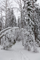 Two birch trees bended