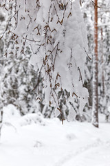 A close up of a birch tree