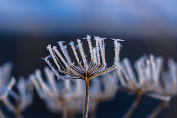 The nature of winter buds of plants are covered with little snowflakes