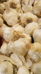 Garlic