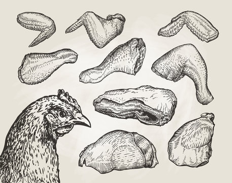 Hand drawn cuts, chicken meat. Butcher shop sketch. Vintage vector illustration