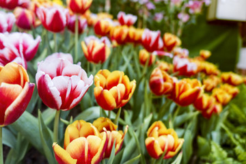 colorful Tuilip in the garden.