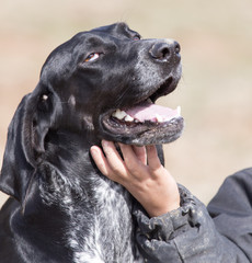 Petting the dog by hand on the nature