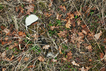 Old Sneaker in Grass