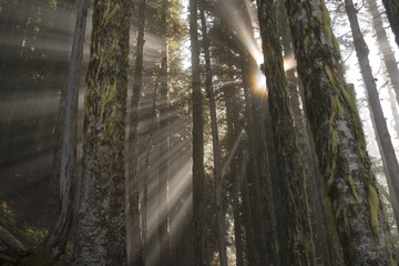 Chilliwack Fraser Valley Outdoors Forest Light