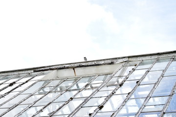 Greenhouse