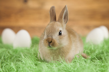 Rabbit and easter eggs