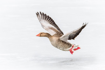 Greylag goose © hannurama