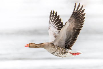 Greylag goose