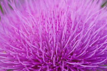 Violet flower on a closeup