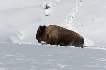 American bison