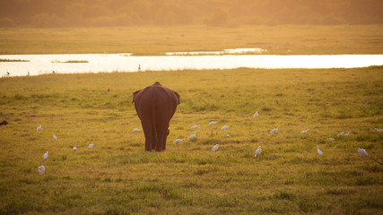 Single male Elephant and birds at sunset in Yala National Park, Sri Lanka