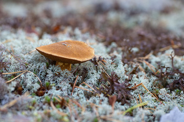 Bolete mushroom