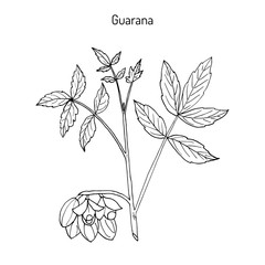 Guarana branch with fruit and leaves