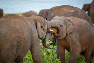 Fototapeta na wymiar Two young elephants bulls are playing and having fun with the trunks