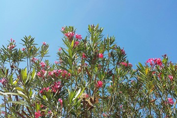 Oleander plant blooming on blue sky background in Florida nature 