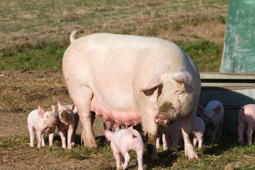 Sau und Ferkel außerhalb des Stall im Freiland