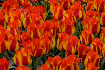Tulip Kiev. Flower fields in bloom in dutch spring garden Keukenhof