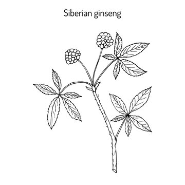 Eleutherococcus senticosus Handdrawn illustration