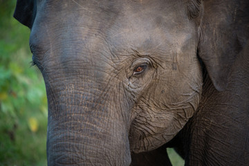Closeup of an elephant head looking into the camera at sunset in Yala National Park