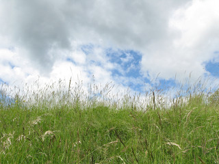 Herbe verte dans un champ au début de l'été