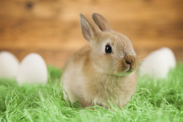 Happy easter, Baby bunny