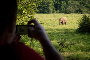Taking pictures of a herd of elephants at a safari in Yala National Park, Sri Lanka