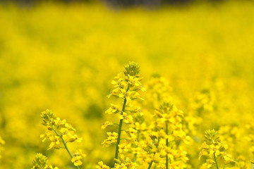 Yellow flowers