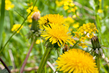 Dandelion on macro closeup