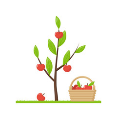 A green young tree with growing red apples. Wicker wooden basket with a ripe fruits. Natural products. Juicy apples isolated on white background. Vector illustration flat design.
