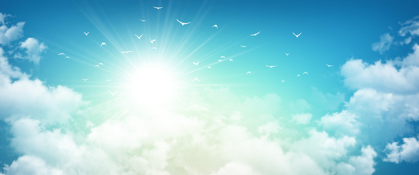 Birds flight in rising sun