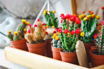 cactuses in a flower shop