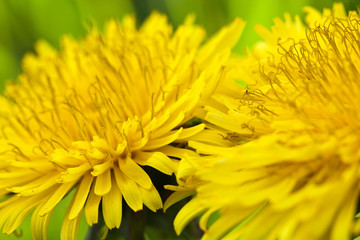 Dandelion on macro closeup