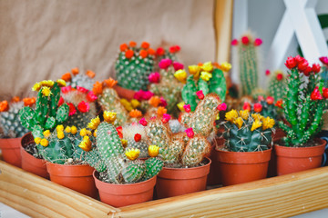 cactuses in a flower shop