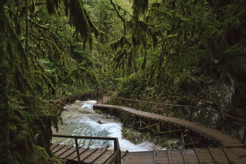 Ручей Джегош. Сочинский нац. парк. 