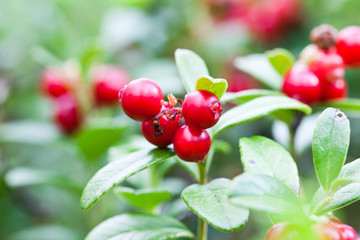 Forest cowberrys on a tuft
