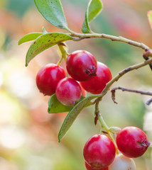 Forest cowberrys on a tuft