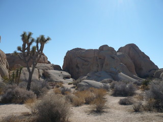Joshua Tree National  Park