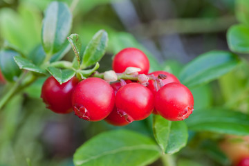 Forest cowberrys on a tuft