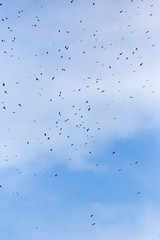 Obraz premium A flock of raven birds on a blue sky
