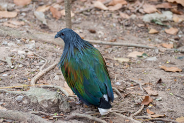 Bird animal on ground