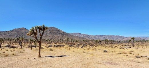 Lone Joshua Tree in the desert