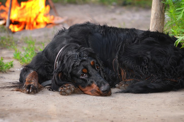 black dog after the hunt, resting at a bonfire. camp portrait of a reclining setter