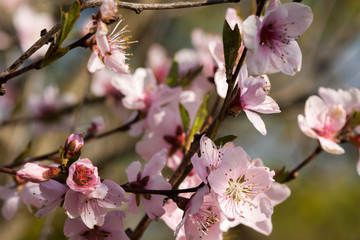 Fototapeta na wymiar Flowering pink branch of an apple tree in bright sunlight. Selective focus.
