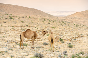Camels in Judean desert near the Dead sea